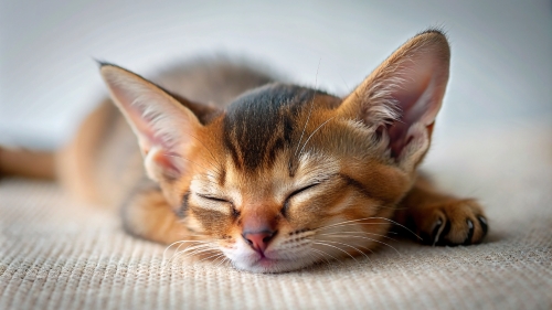 Abyssinian Cat cute kitten sleeping 27feb24 (10)