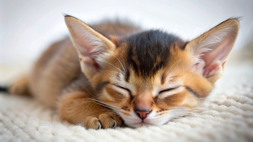 Abyssinian Cat cute kitten sleeping 27feb24 (11)