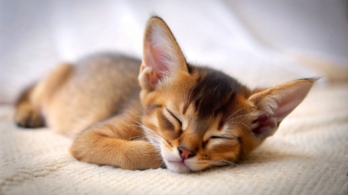 Abyssinian Cat cute kitten sleeping 27feb24 (12)