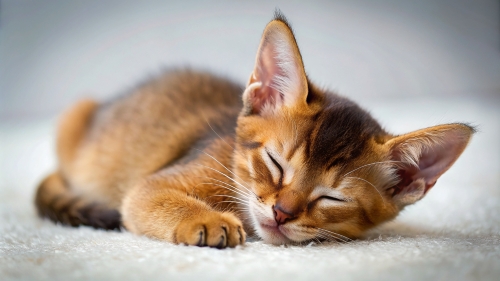 Abyssinian Cat cute kitten sleeping 27feb24 (3)