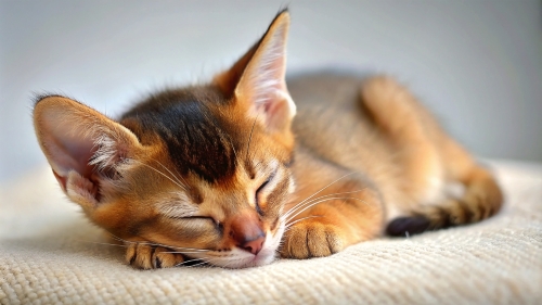 Abyssinian Cat cute kitten sleeping 27feb24 (8)