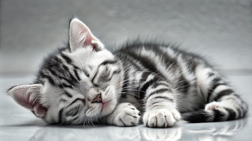 American Shorthair cute kitten sleeping 26feb2024 (10)