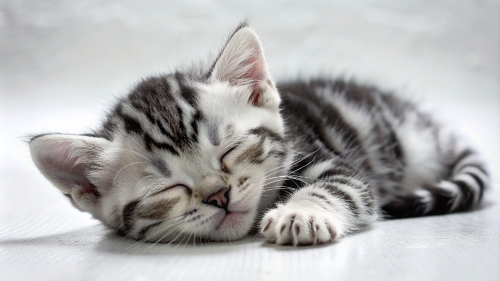 American Shorthair cute kitten sleeping 26feb2024 (11)