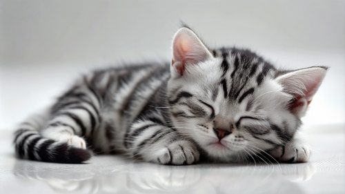 American Shorthair cute kitten sleeping 26feb2024 (12)