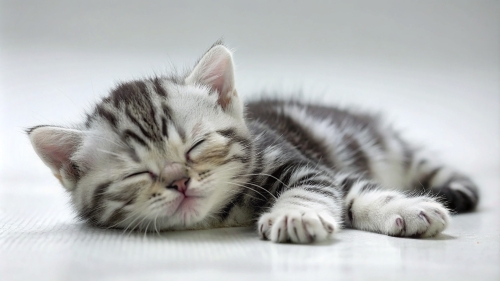 American Shorthair cute kitten sleeping 26feb2024 (13)