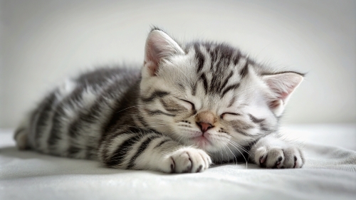 American Shorthair cute kitten sleeping 26feb2024 (2)