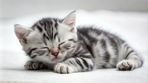 American Shorthair cute kitten sleeping 26feb2024 (3)