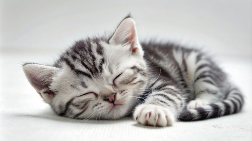 American Shorthair cute kitten sleeping 26feb2024 (5)