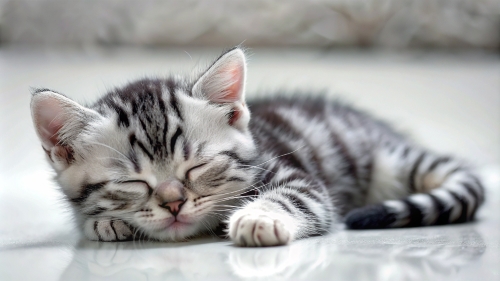 American Shorthair cute kitten sleeping 26feb2024 (7)