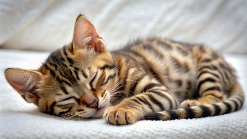 Bengal Cat cute kitten sleeping 27feb24 (12)