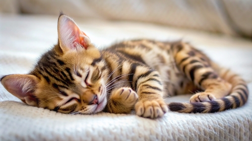 Bengal Cat cute kitten sleeping 27feb24 (6)