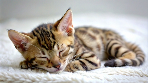 Bengal Cat cute kitten sleeping 27feb24 (7)