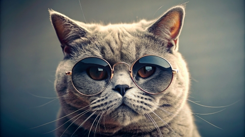 British Shorthair cat, wearing sunglasses 28feb24 (11)