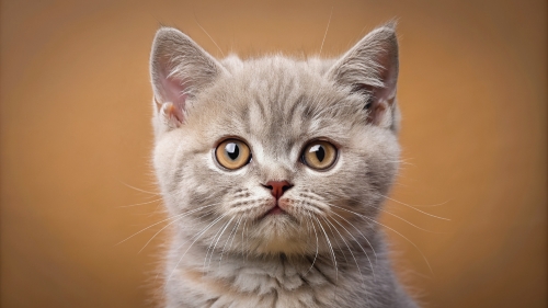 British Shorthair Kitten Face Close Up 25feb24 (11)