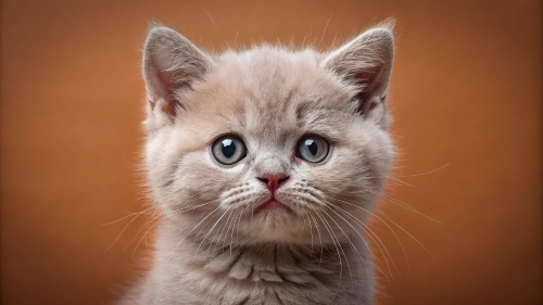 British Shorthair Kitten Face Close Up 25feb24 (14)