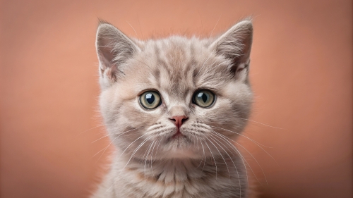 British Shorthair Kitten Face Close Up 25feb24 (5)