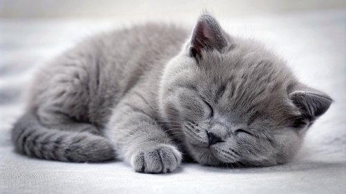 British Shorthair kitten sleeping 25feb24 (1)