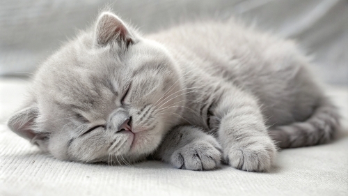 British Shorthair kitten sleeping 25feb24 (10)