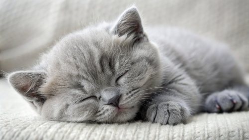 British Shorthair kitten sleeping 25feb24 (11)