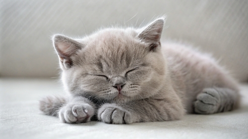 British Shorthair kitten sleeping 25feb24 (12)