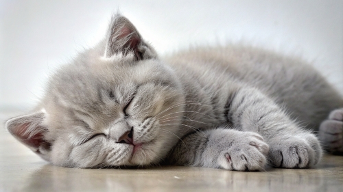 British Shorthair kitten sleeping 25feb24 (13)