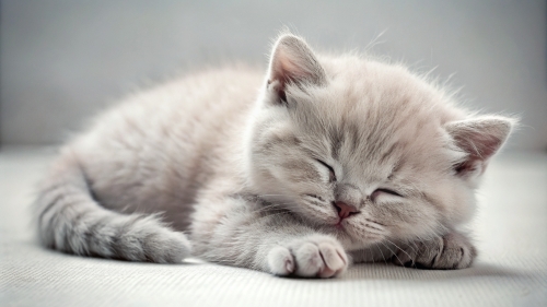 British Shorthair kitten sleeping 25feb24 (14)