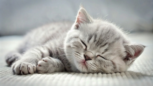 British Shorthair kitten sleeping 25feb24 (2)