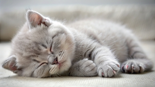 British Shorthair kitten sleeping 25feb24 (4)