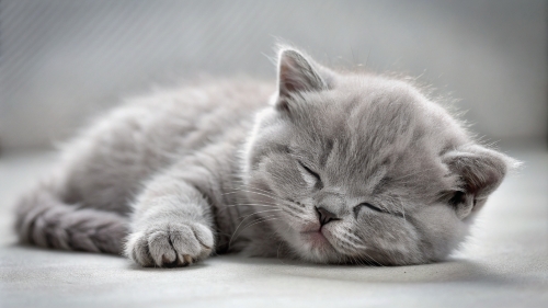 British Shorthair kitten sleeping 25feb24 (6)