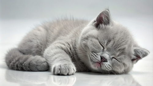 British Shorthair kitten sleeping 25feb24 (7)