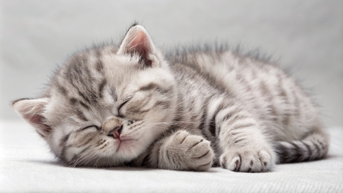 British Shorthair kitten sleeping 25feb24 (8)