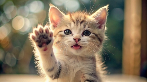 Cute Kitten smile giving high five 10mar24 (11)