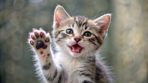 Cute Kitten smile giving high five 10mar24 (4)