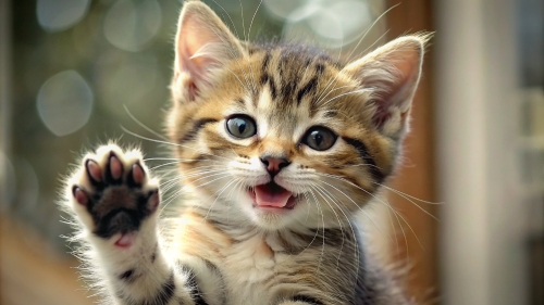 Cute Kitten smile giving high five 10mar24 (8)