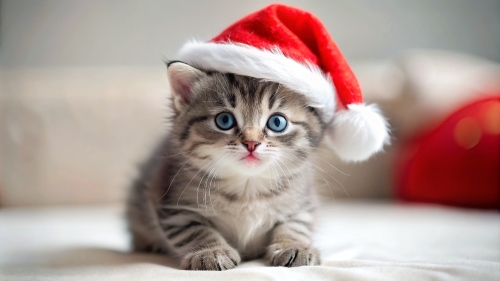 Cute Kitten wearing Christmas hat 4mar24 (11)