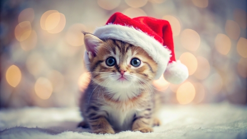 Cute Kitten wearing Christmas hat 4mar24 (4)