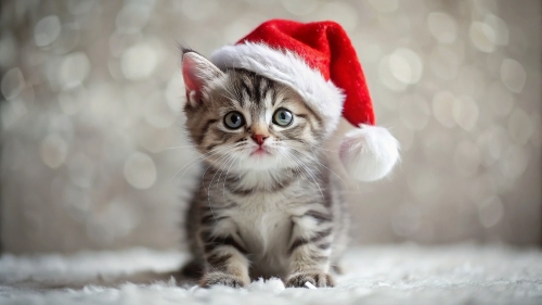 Cute Kitten wearing Christmas hat 4mar24 (9)