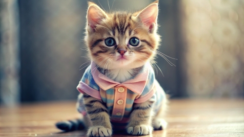 Cute Kitten wearing clothes 4mar24 (4)