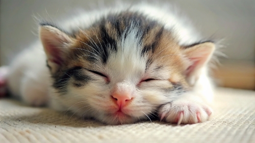 Cute little kitten sleeping 25feb24 (4)