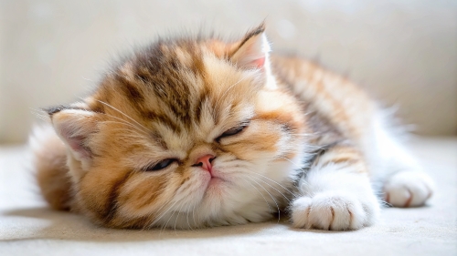 Exotic Shorthair cute kitten sleeping 26feb24 (12)