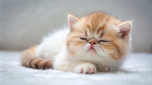 Exotic Shorthair cute kitten sleeping 26feb24 (3)