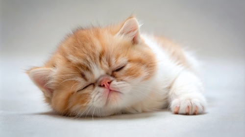 Exotic Shorthair cute kitten sleeping 26feb24 (4)