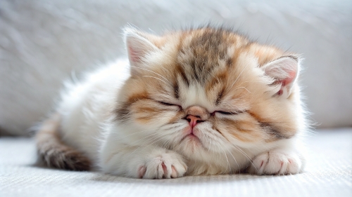 Exotic Shorthair cute kitten sleeping 26feb24 (6)