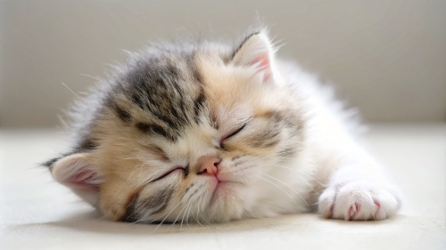 Exotic Shorthair cute kitten sleeping 26feb24 (7)