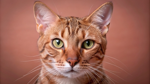 Face Close Up Ocicat Cat 23feb2024 (4)