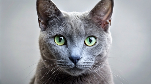 Face Close Up Russian Blue Cat 23feb2024 (11)