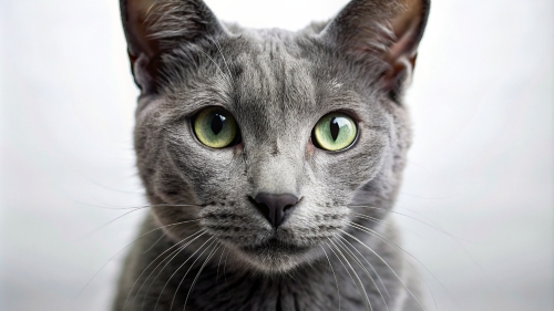 Face Close Up Russian Blue Cat 23feb2024 (12)