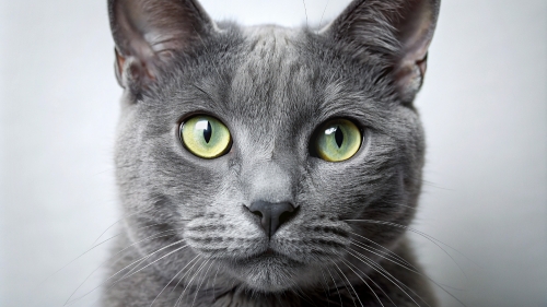 Face Close Up Russian Blue Cat 23feb2024 (4)