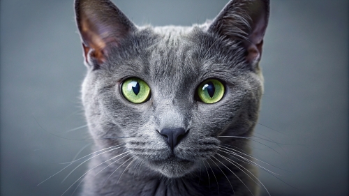 Face Close Up Russian Blue Cat 23feb2024 (9)