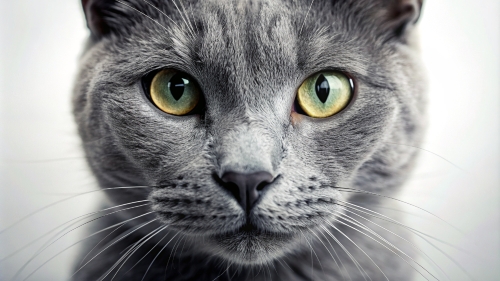 Gray Cat, Face Close Up 27feb24 (10)